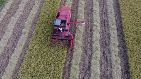 Harvest rice Stock Footage 83092020