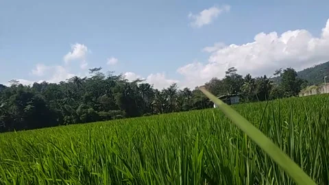 Harvest rice Stock Footage 167267437