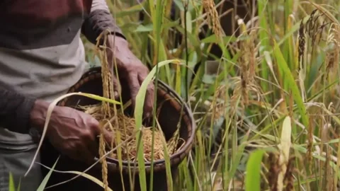 Harvest rice Stock Footage 235775676