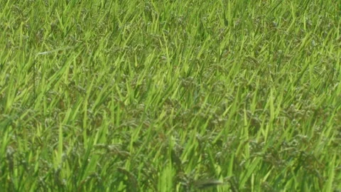 Harvest of Rice Stock Footage 332759607