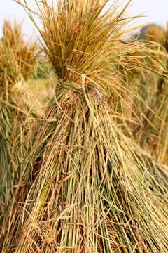 Harvest rice Stock Photos