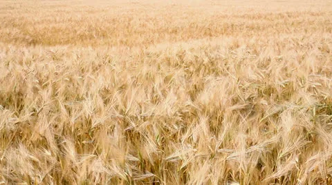 Harvest of ripe wheat Video stock 26145676