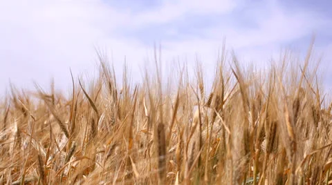 Harvest of ripe wheat Video stock 26145745