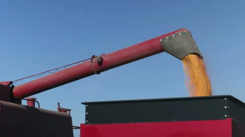 Harvest scene with corn Vidéo 1061659