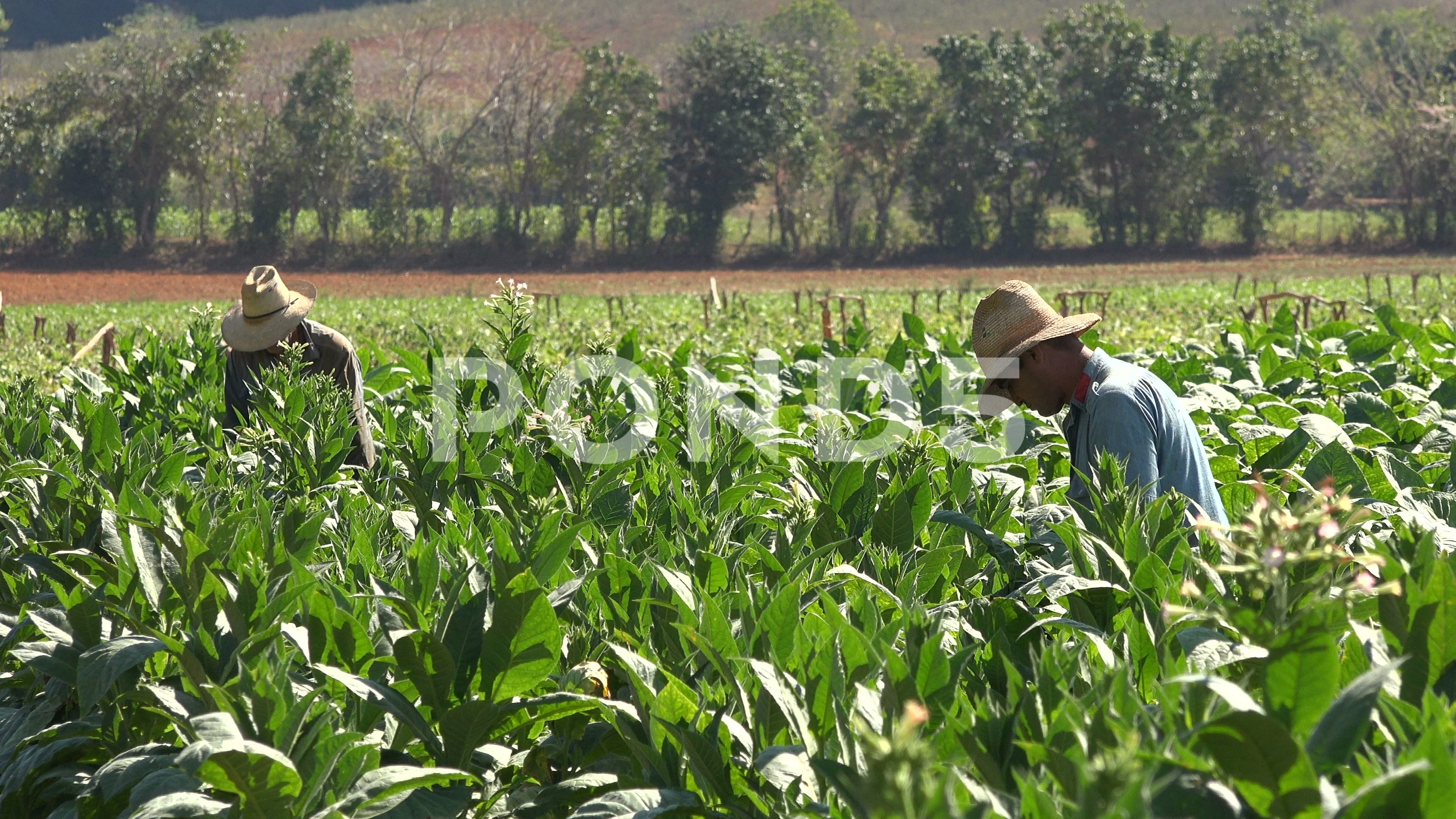 Video Harvest Season In Tobacco Fields Cuba 78585719 Video Harvest Season In Tobacco Fields Cuba 78585719