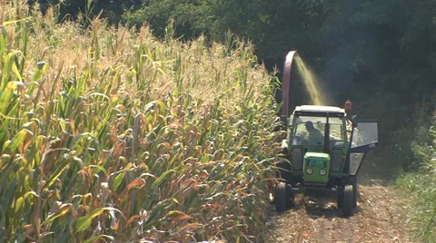 Harvest of silage maize Stock Footage 35709975