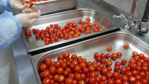 Harvest sorter selects a tomatoes. Tomato sorting process at a food factory. Stock Footage 165282959