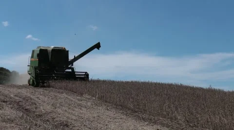 Harvest soybean field 库存影片 51306115