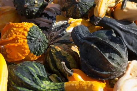 The harvest of squashes Stock Photos