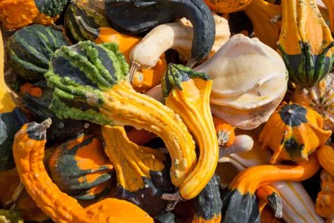 The harvest of squashes 스톡 사진