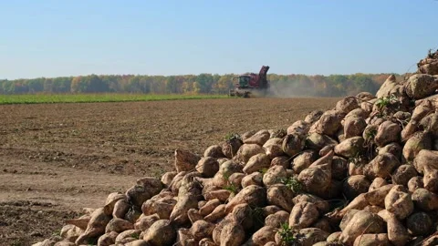 Harvest of sugar beet in the field during harvest Video stock 166097136