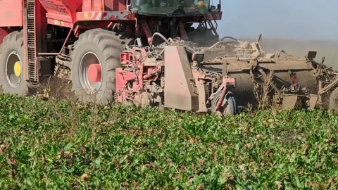 Harvest of sugar beet in the field during harvest Video stock 166097262