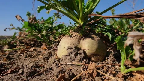 Harvest of sugar beet in the field during harvest Video stock 166097316