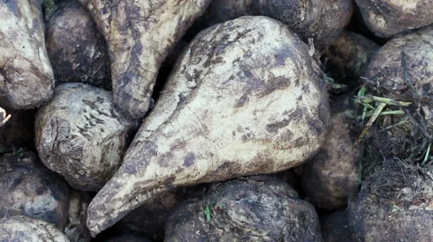 The harvest of sugar beet 库存影片 62743717