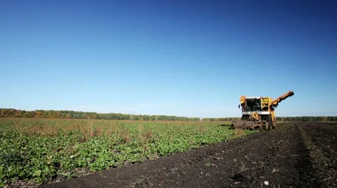 The harvest of sugar beet 库存影片 62743813