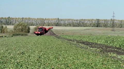 The harvest of sugar beet 库存影片 62744034