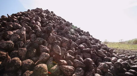 The harvest of sugar beet 库存影片 62744435