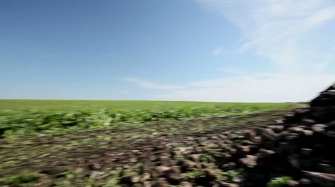 The harvest of sugar beet 動画素材 62744448