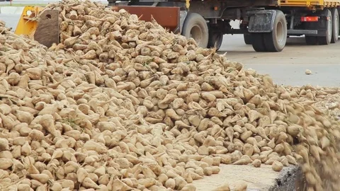Harvest sugar beet processing. Sugar production process. Vegetable processing Stock Footage 78139517