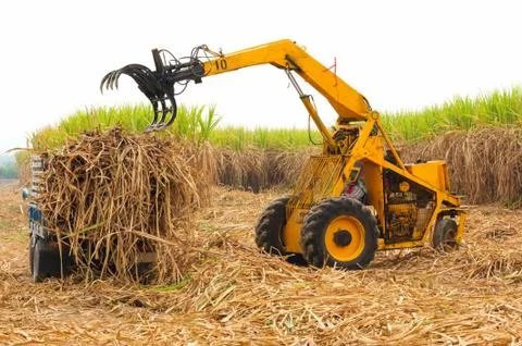 Harvest sugarcane. Stock Photos