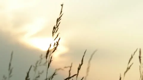 Harvest in sunlight background Stockbeeldmateriaal 11181954