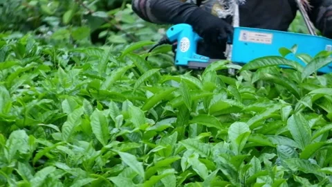 Harvest tea leaves using modern picking tools with machines Stock Footage 272743387