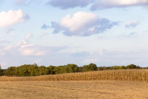 Harvest time coming for corn Stock Photos