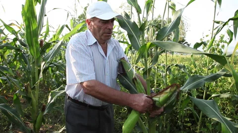 Harvest time, farmer checking corn field, tearing corn cob, organic agriculture Stock Footage 40628217