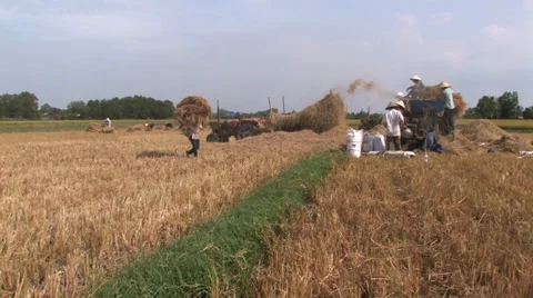 Harvest Time Stock Footage 33799321