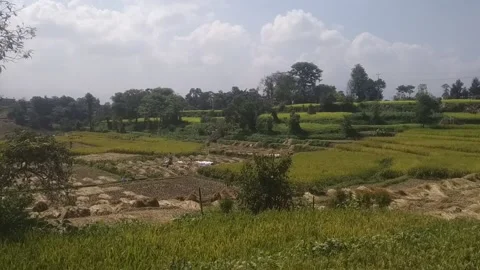 Harvest time 動画素材 141421563