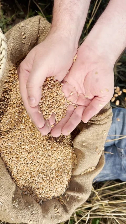 Harvest time with hands full of wheat, natural wheat grains falling into sack Stock Footage 317192610