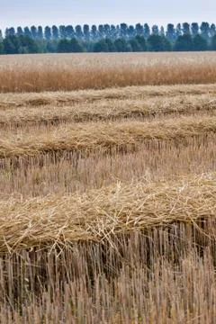 Harvest time. Stock Photos