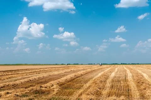 Harvest time Stock Photos