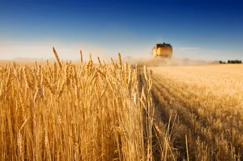 Harvest time Stock Photos