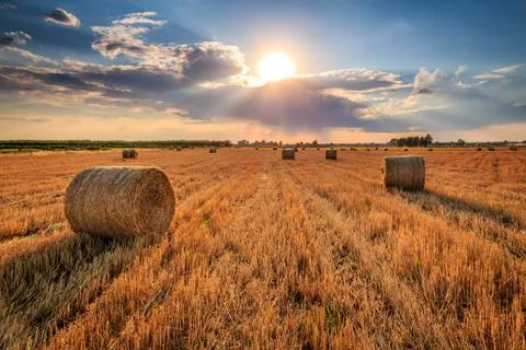 Harvest time Stock Photos