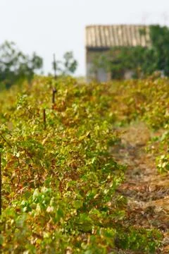 Harvest time Foto stock