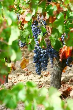 Harvest time Stock Photos