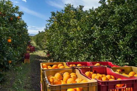 Harvest time Stock Photos