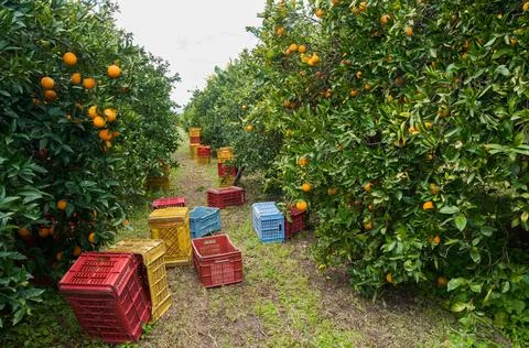 Harvest time Stock Photos