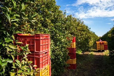 Harvest time Stock Photos