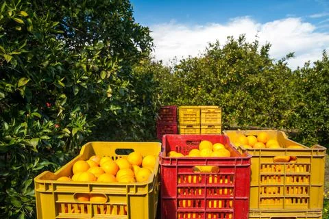Harvest time Stock Photos