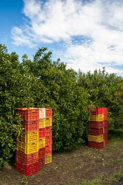 Harvest time Stock Photos