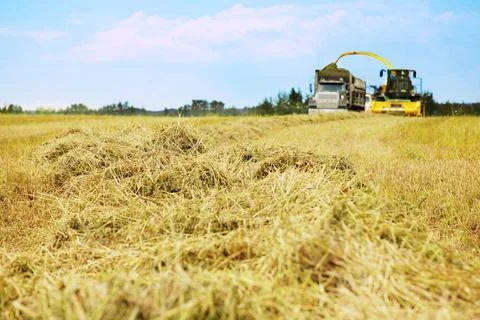 Harvest Time Foto stock