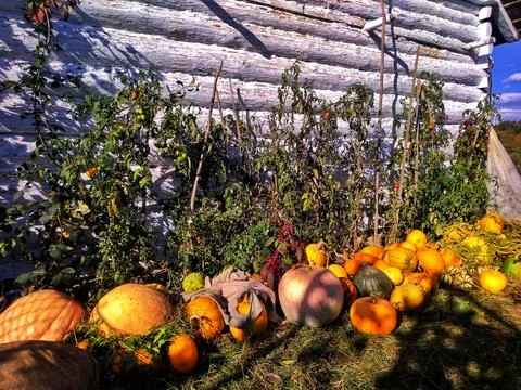 Harvest Time Stock Photos