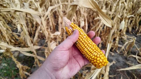 Harvest Time, Ripe Corn Close Up Stock Footage 284148044