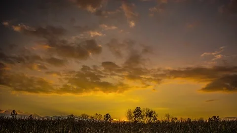 Harvest Time Sunset over cornfields and farmers with clear skies and sun rays Stock Footage 136992633