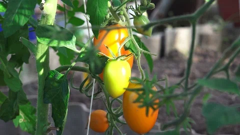 Harvest Time for Tomatoes 2 Stock Footage 116810496