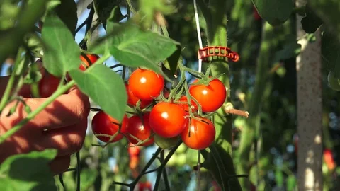 Harvest Time for Tomatoes 3 動画素材 116810503
