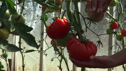 Harvest Time for Tomatoes 4 Stock Footage 116810499