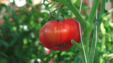 Harvest Time for Tomatoes 7 Stock Footage 116810524
